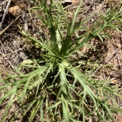 Eryngium ovinum (Blue Devil) at Majura, ACT - 26 Oct 2023 by KL