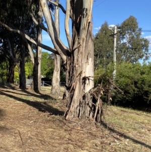 Entomyzon cyanotis at Hughes, ACT - 29 Oct 2023