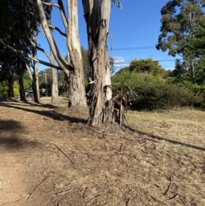 Entomyzon cyanotis at Hughes, ACT - 29 Oct 2023