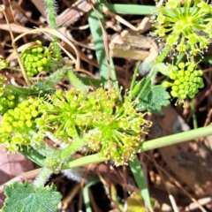 Hydrocotyle laxiflora (Stinking Pennywort) at Mount Majura - 29 Oct 2023 by abread111