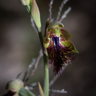 Calochilus montanus (Copper Beard Orchid) at Tralee, NSW - 29 Oct 2023 by dan.clark