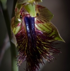 Calochilus montanus at Tralee, NSW - 29 Oct 2023