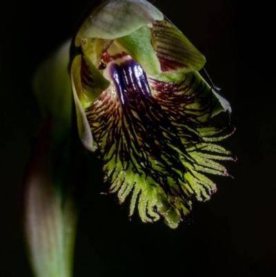 Calochilus montanus (Copper Beard Orchid) at Tralee, NSW - 4 Nov 2023 by dan.clark