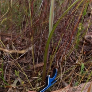 Calochilus montanus at Tralee, NSW - 4 Nov 2023