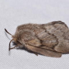 Pernattia pusilla (She-Oak Moth) at Jerrabomberra, NSW - 29 Oct 2023 by DianneClarke