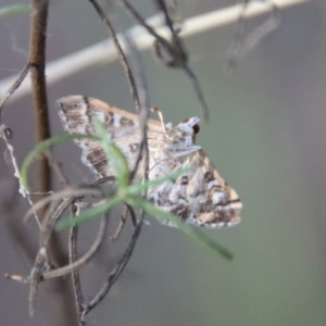 Nacoleia rhoeoalis at Hughes, ACT - 29 Oct 2023 05:42 PM