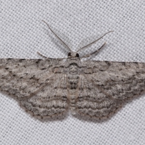 Phelotis cognata at Jerrabomberra, NSW - 29 Oct 2023