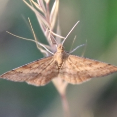 Scopula rubraria at Hughes, ACT - 29 Oct 2023