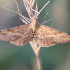 Scopula rubraria at Hughes, ACT - 29 Oct 2023