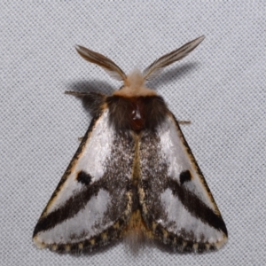 Epicoma melanospila at Jerrabomberra, NSW - suppressed