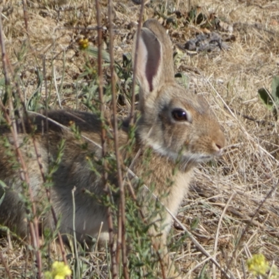 Oryctolagus cuniculus (European Rabbit) at QPRC LGA - 29 Oct 2023 by SteveBorkowskis