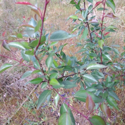 Pyrus calleryana (Callery Pear) at Mount Majura - 29 Oct 2023 by abread111