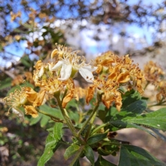 Crataegus monogyna (Hawthorn) at Mount Majura - 29 Oct 2023 by abread111