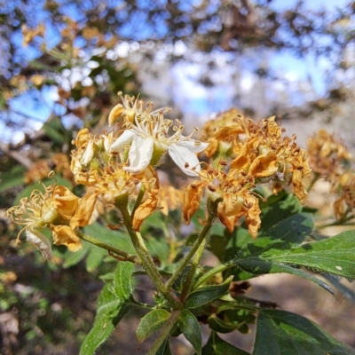 Crataegus monogyna (Hawthorn) at Mount Majura - 29 Oct 2023 by abread111