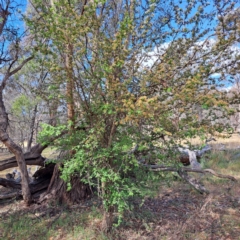 Crataegus monogyna at Majura, ACT - 29 Oct 2023