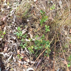 Rosa sp. (A Wild Rose) at Mount Majura - 29 Oct 2023 by abread111