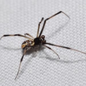 Latrodectus hasselti at QPRC LGA - suppressed