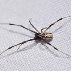 Latrodectus hasselti at QPRC LGA - suppressed