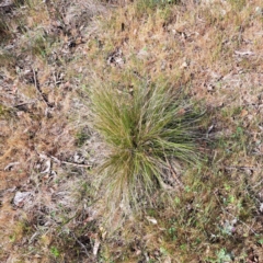 Nassella trichotoma (Serrated Tussock) at Mount Majura - 29 Oct 2023 by abread111