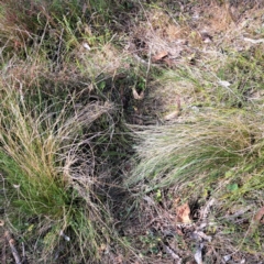 Nassella trichotoma at Majura, ACT - 29 Oct 2023