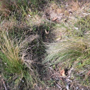 Nassella trichotoma at Majura, ACT - 29 Oct 2023