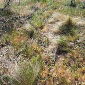 Nassella trichotoma at Majura, ACT - 29 Oct 2023