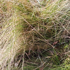 Nassella trichotoma at Majura, ACT - 29 Oct 2023