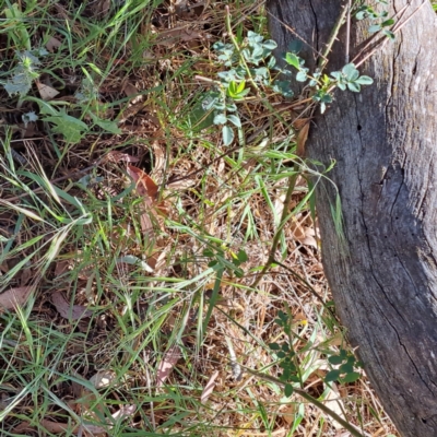 Rosa sp. (A Wild Rose) at Majura, ACT - 29 Oct 2023 by abread111