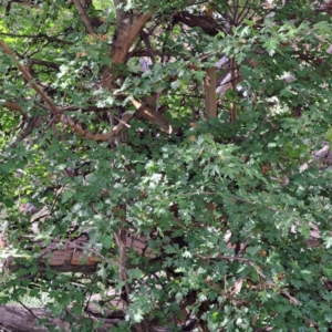 Crataegus monogyna at Majura, ACT - 29 Oct 2023