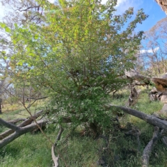 Crataegus monogyna at Majura, ACT - 29 Oct 2023