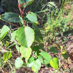 Prunus sp. (A Plum) at Mount Majura - 29 Oct 2023 by abread111