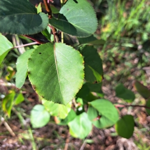 Prunus sp. at Majura, ACT - 29 Oct 2023 04:56 PM