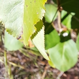 Prunus sp. at Majura, ACT - 29 Oct 2023 04:56 PM