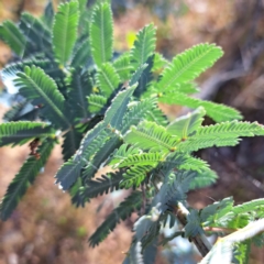 Acacia baileyana (Cootamundra Wattle, Golden Mimosa) at Majura, ACT - 29 Oct 2023 by abread111
