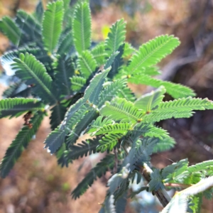 Acacia baileyana at Majura, ACT - 29 Oct 2023