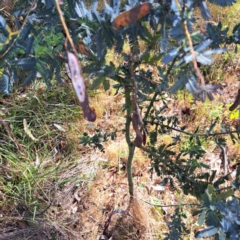 Acacia baileyana at Majura, ACT - 29 Oct 2023