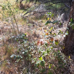 Berberis aquifolium (Oregon Grape) at Mount Majura - 29 Oct 2023 by abread111