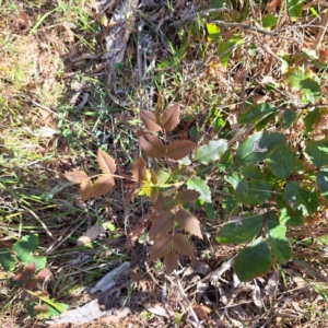 Berberis aquifolium at Majura, ACT - 29 Oct 2023 05:04 PM