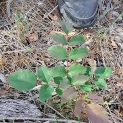 Berberis aquifolium at Majura, ACT - 29 Oct 2023