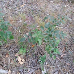 Berberis aquifolium at Majura, ACT - 29 Oct 2023 05:04 PM