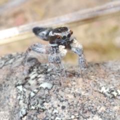 Maratus proszynskii (Peacock spider) at Berridale, NSW - 25 Oct 2023 by Harrisi