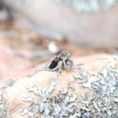 Maratus proszynskii at Berridale, NSW - 25 Oct 2023