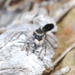 Maratus proszynskii at Berridale, NSW - 25 Oct 2023