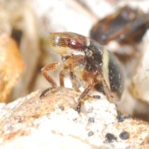 Bathyllus albicinctus at Tharwa, ACT - 29 Oct 2023