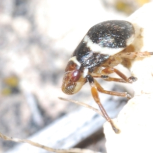 Bathyllus albicinctus at Tharwa, ACT - 29 Oct 2023