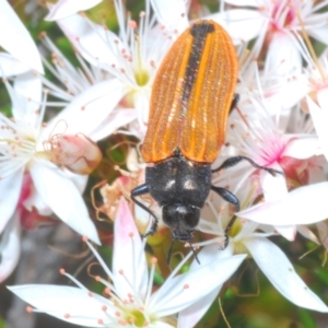 Castiarina erythroptera at Rendezvous Creek, ACT - 29 Oct 2023 12:56 PM