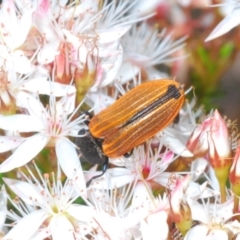 Castiarina erythroptera at Rendezvous Creek, ACT - 29 Oct 2023 12:56 PM