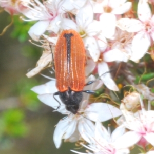 Castiarina erythroptera at Rendezvous Creek, ACT - 29 Oct 2023 12:56 PM