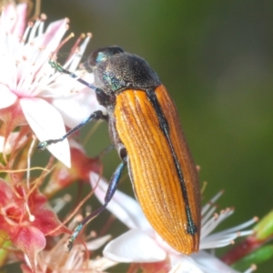 Castiarina subpura at Paddys River, ACT - 29 Oct 2023