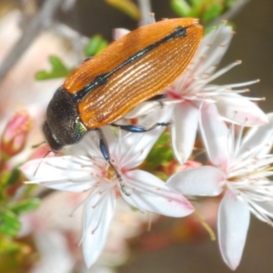 Castiarina subpura at Paddys River, ACT - 29 Oct 2023